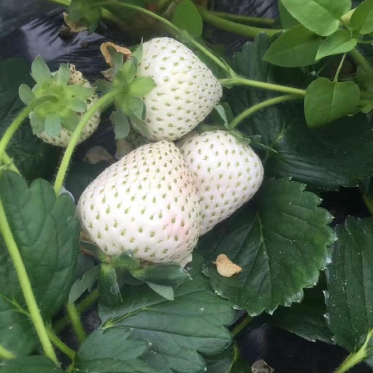 泰安 白草莓苗品种，保证品种纯正