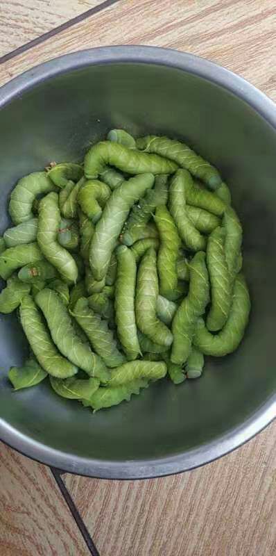 临颍县豆虫 诚信和作