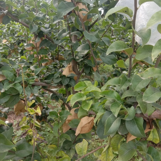 范县包装纸 晚秋黄梨