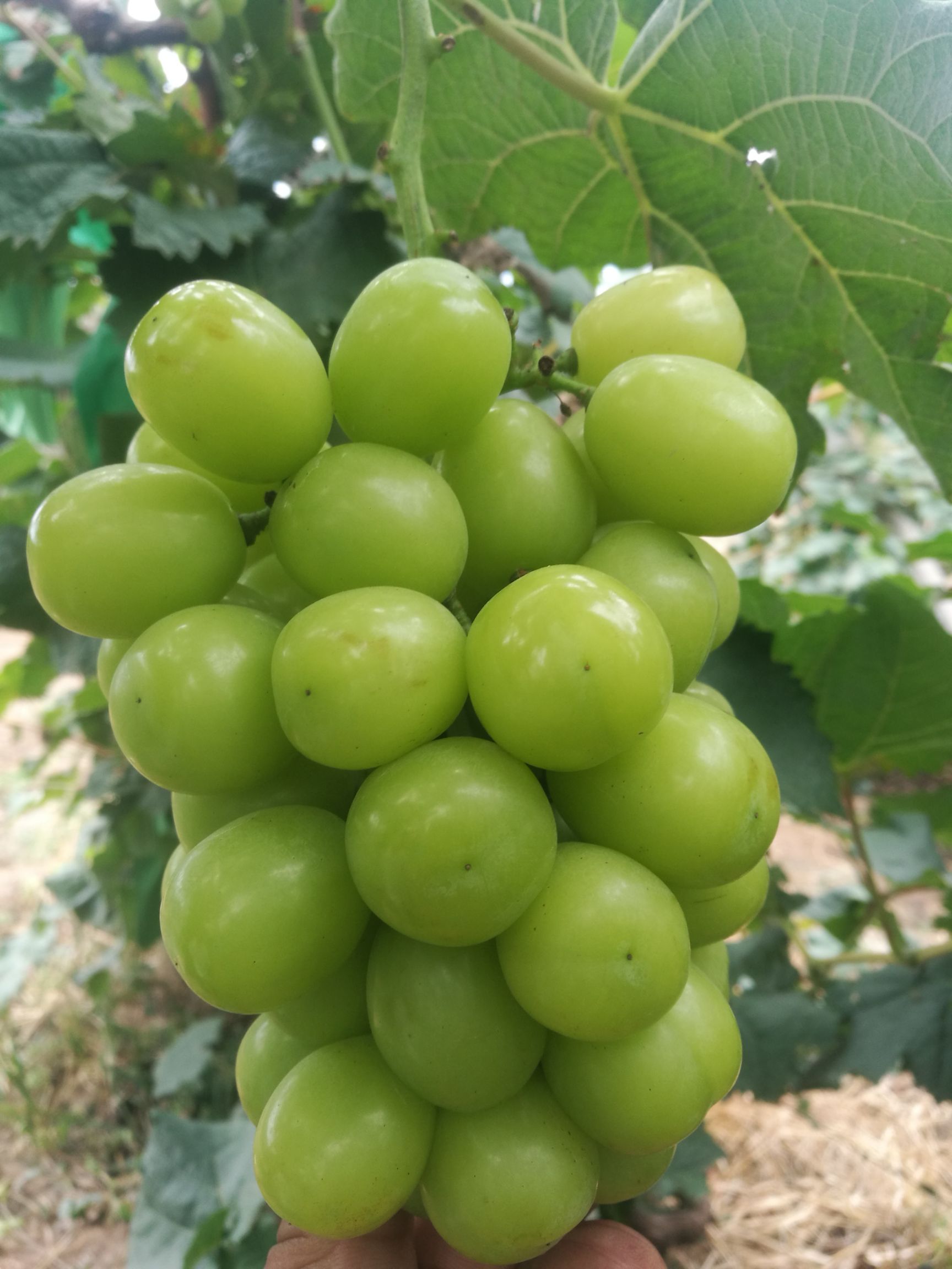  阳光玫瑰葡萄