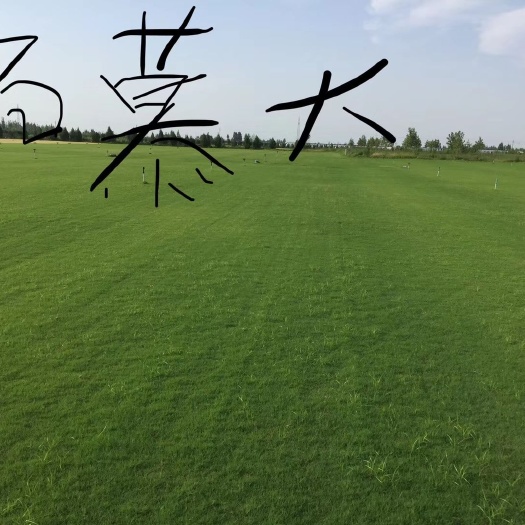 大荔县果岭草
