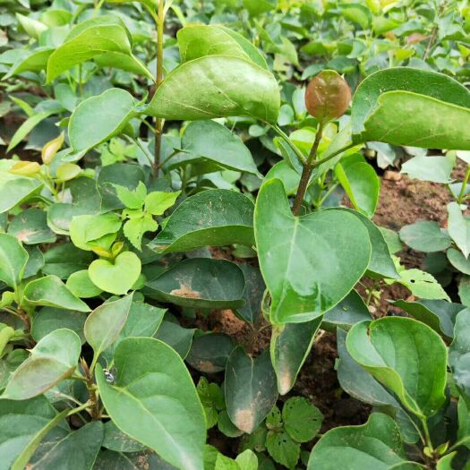 禄劝县 观赏苗出售   丁香    紫薇    紫穗槐    香柏枝