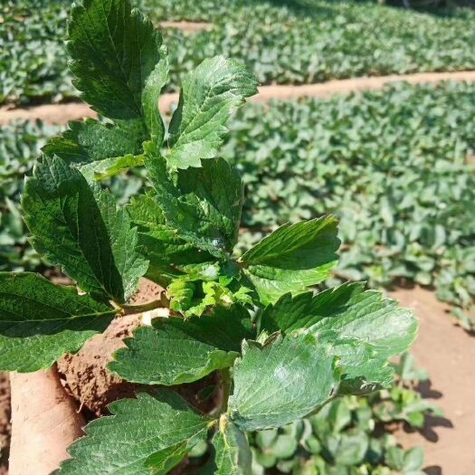泰安 优质甜宝草莓苗 大棚草莓苗价格 新品种草莓苗