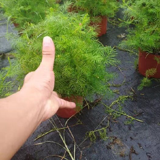 五星花茑萝松广州盆栽花卉基地产销室外阳生五星花