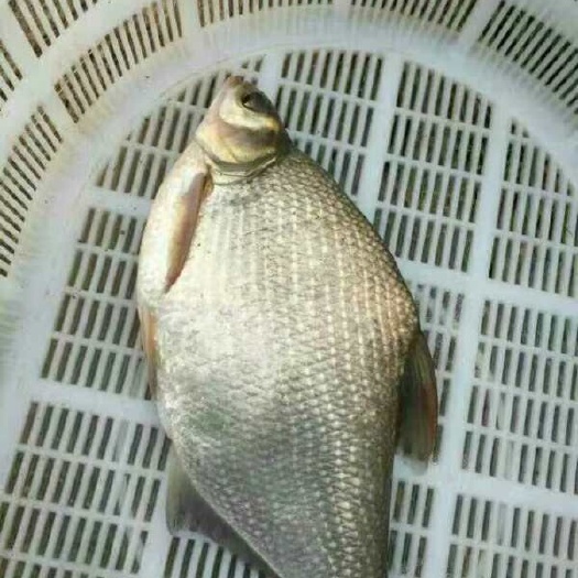 江门苗供应 优质武昌鱼苗，边鱼苗，沙边苗大量供应