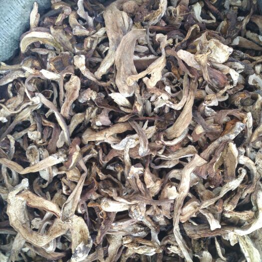 舒兰市 美味牛肝菌.大腿蘑自然干片.