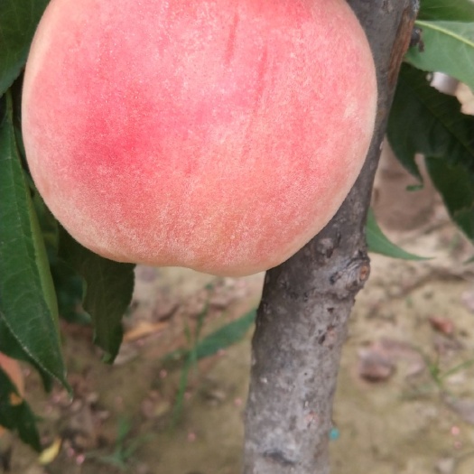 威县 永联蜜桃大量上市