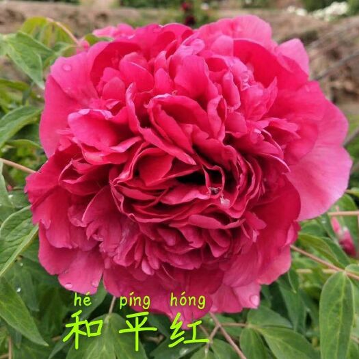 兰州 抗寒观赏牡丹