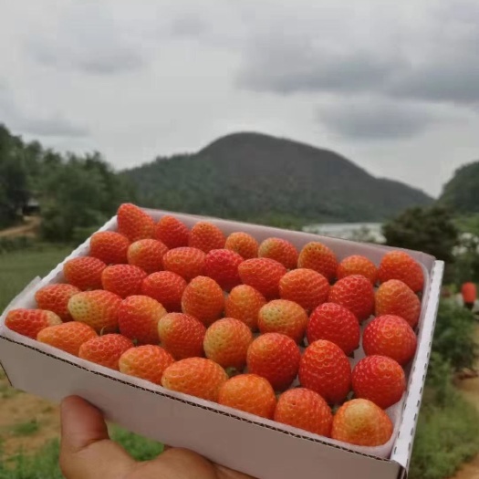 泰安蒙特瑞草莓苗 四季结果草莓品种