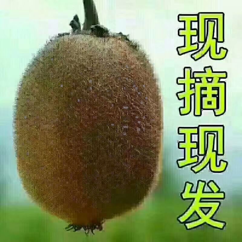  眉县徐香猕猴桃，喝山泉水长大
天然无公害，酸甜刚刚好