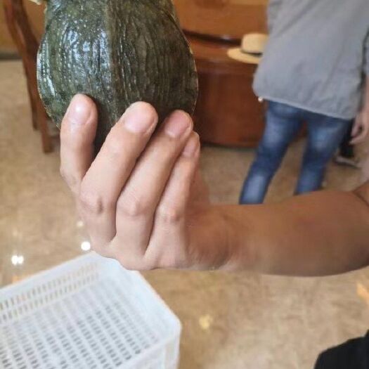 武汉生态甲鱼苗 中华鳖种苗，看看这质量