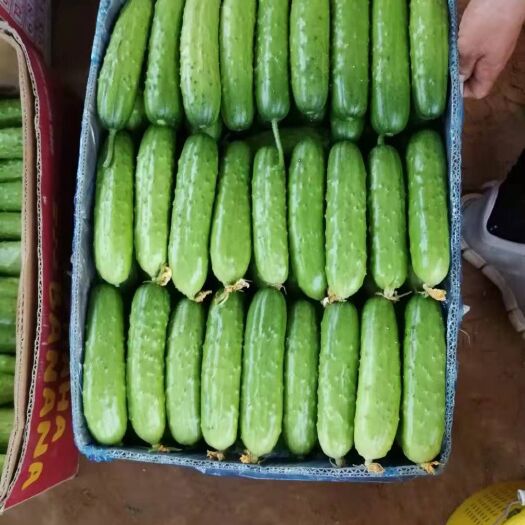 大连 黄瓜新上菜农一枚！