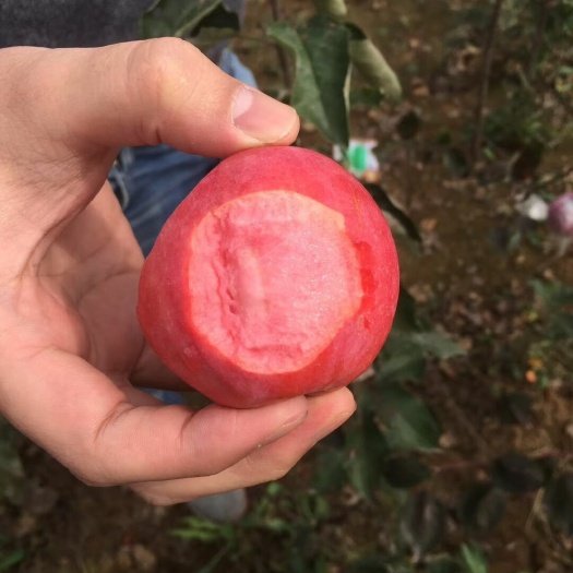 平邑县红肉苹果树苗 红肉苹果苗，现挖苗，根系完整，棵棵嫁接苗