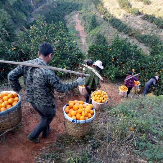 于都县 赣南脐橙原产地直供