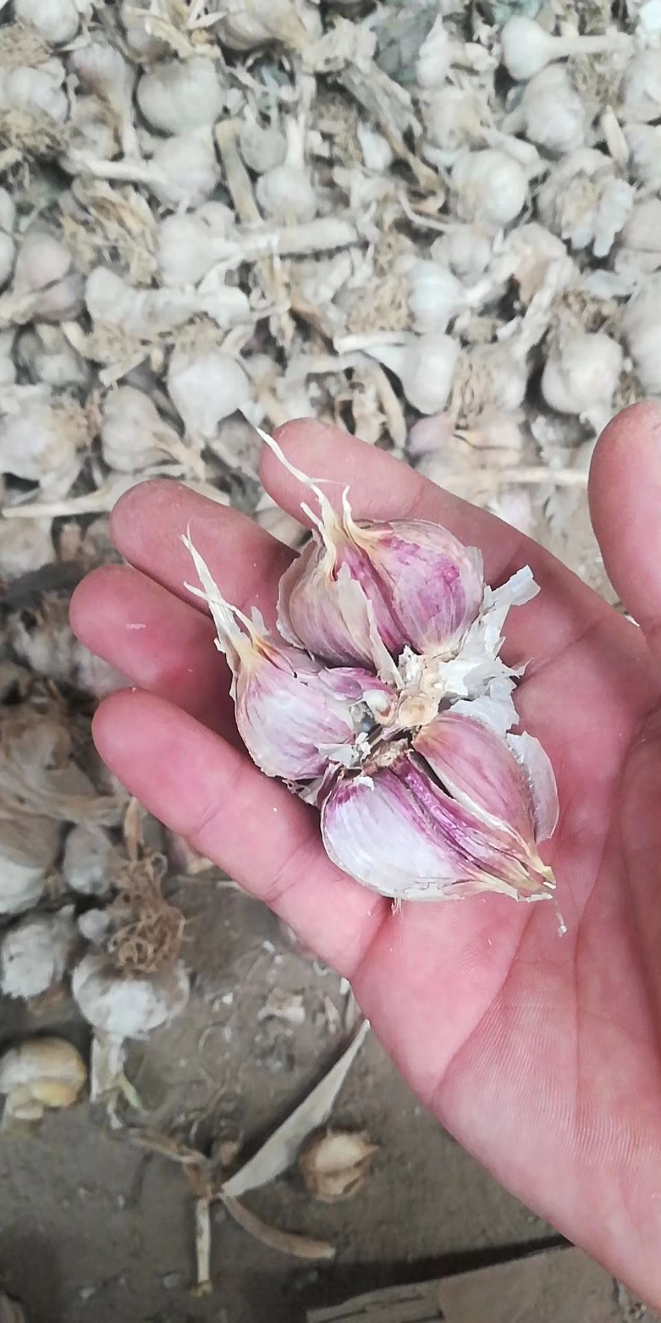 红皮蒜 大蒜川蒜 蒜苗蒜蒜种子发市场 精品太空 杂交 蒜米料