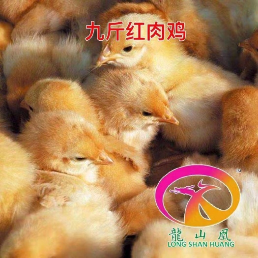 广州 九斤红鸡苗