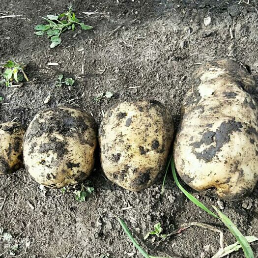 牙克石市 土豆大量发货中
荷兰土豆，尤金土豆，兴佳土豆，226，早大白