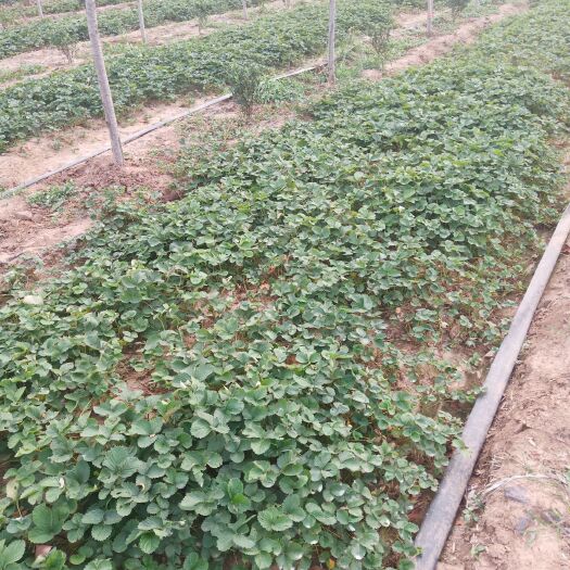 诸城市宁玉草莓苗 20~30公分 地栽苗