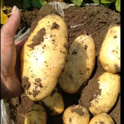  新鲜土豆大量上市，有收购土豆的联系我，各种品种都有