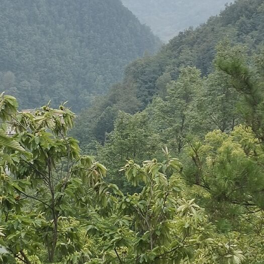 商洛秦岭板栗，中栗，大标，规格分类，严把质量。野山栗子通货