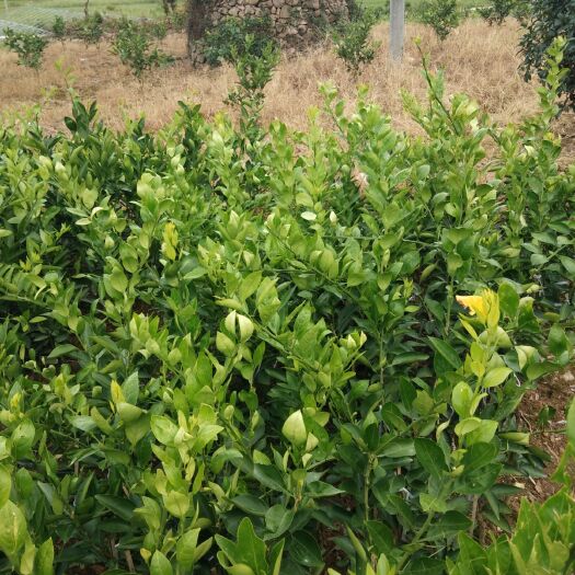 象山县米哈亚柑橘苗  蜜哈亚柑橘新品种