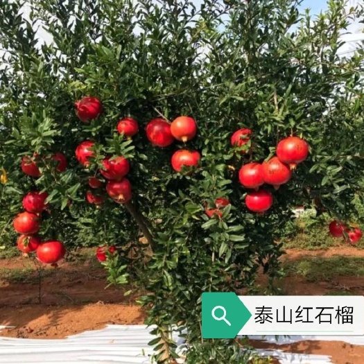 泰安泰山大红石榴树苗 个大好吃的石榴