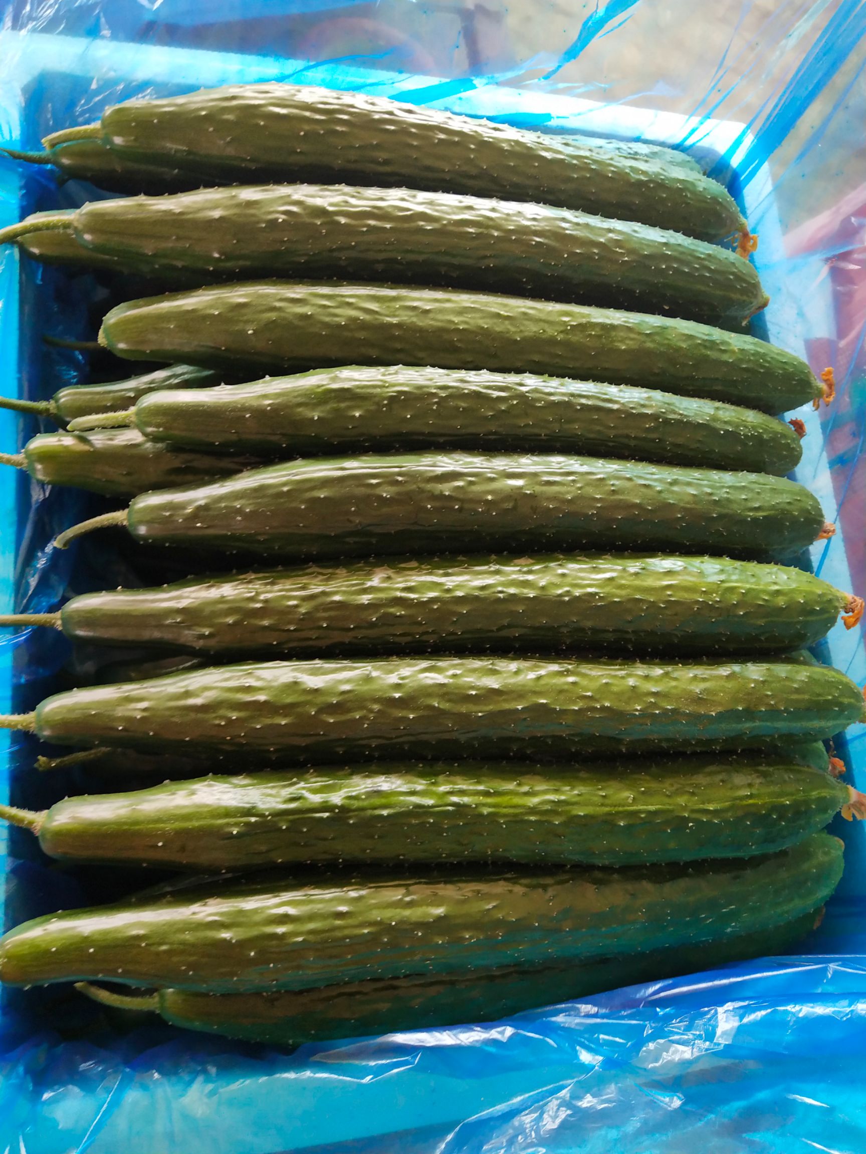  黄瓜代办，各种大中小条