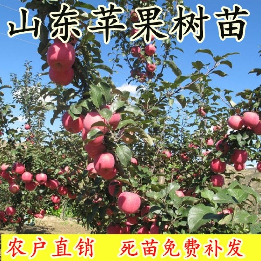 平邑县 红富士苹果苗嫁接苹果树苗当年结果苗根系完好成活率高