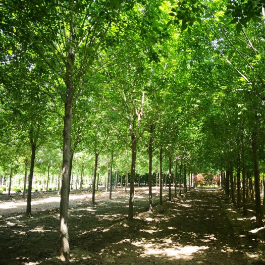 白蜡，保定白蜡基地，量大价不高！！！！