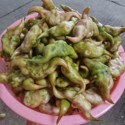 浠水县 菱角新鲜上市，找大采购商