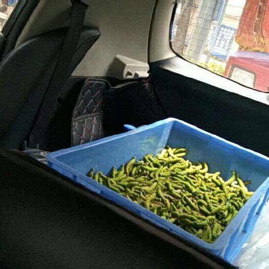 遂溪县 豆虫