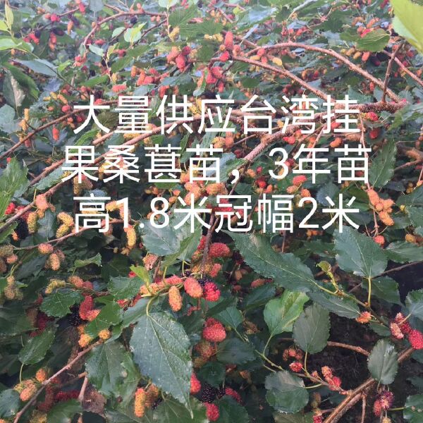 果桑苗 底价处理800株4公分“果桑”72C002桑葚苗