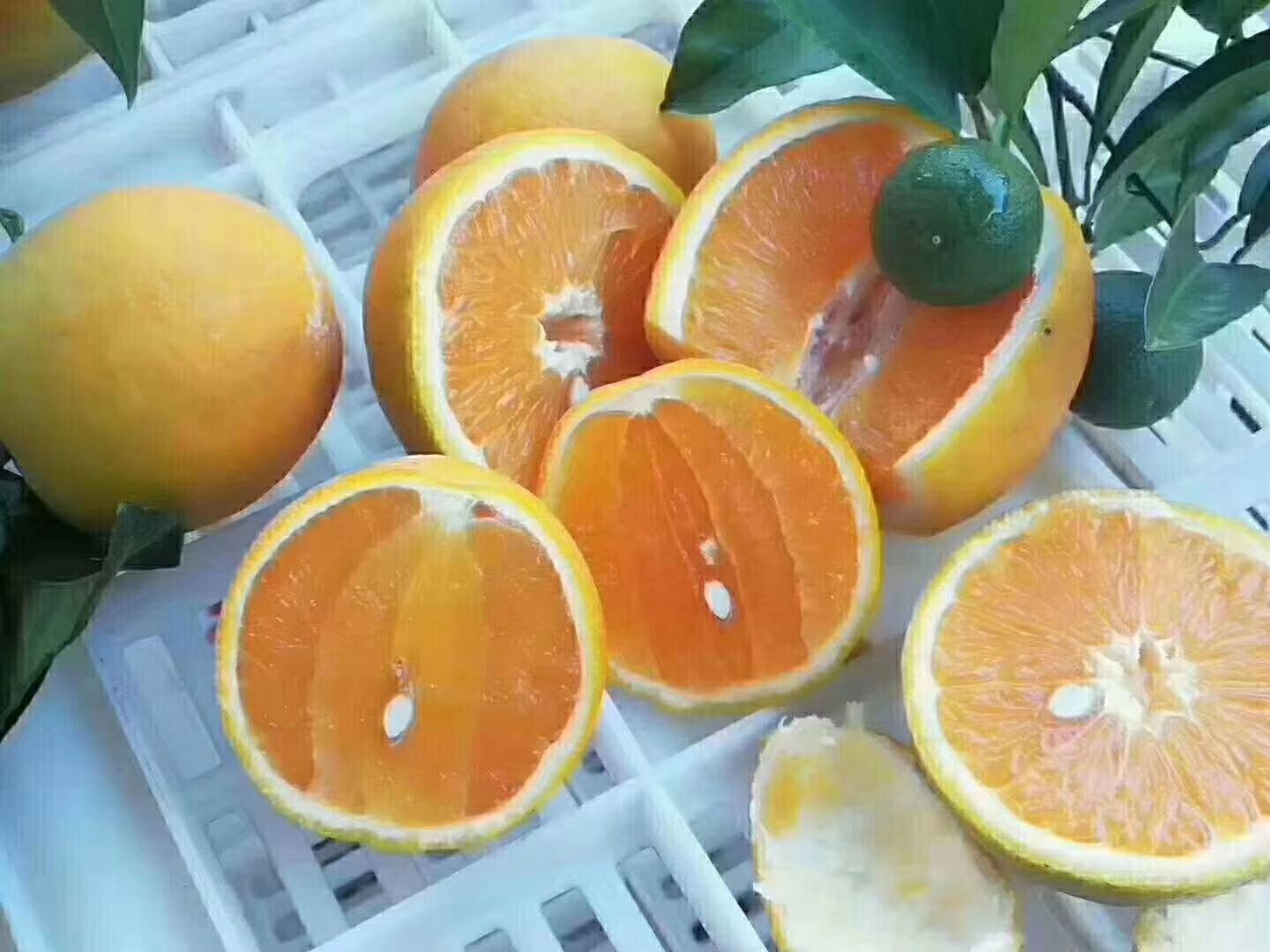 夏橙产地直销