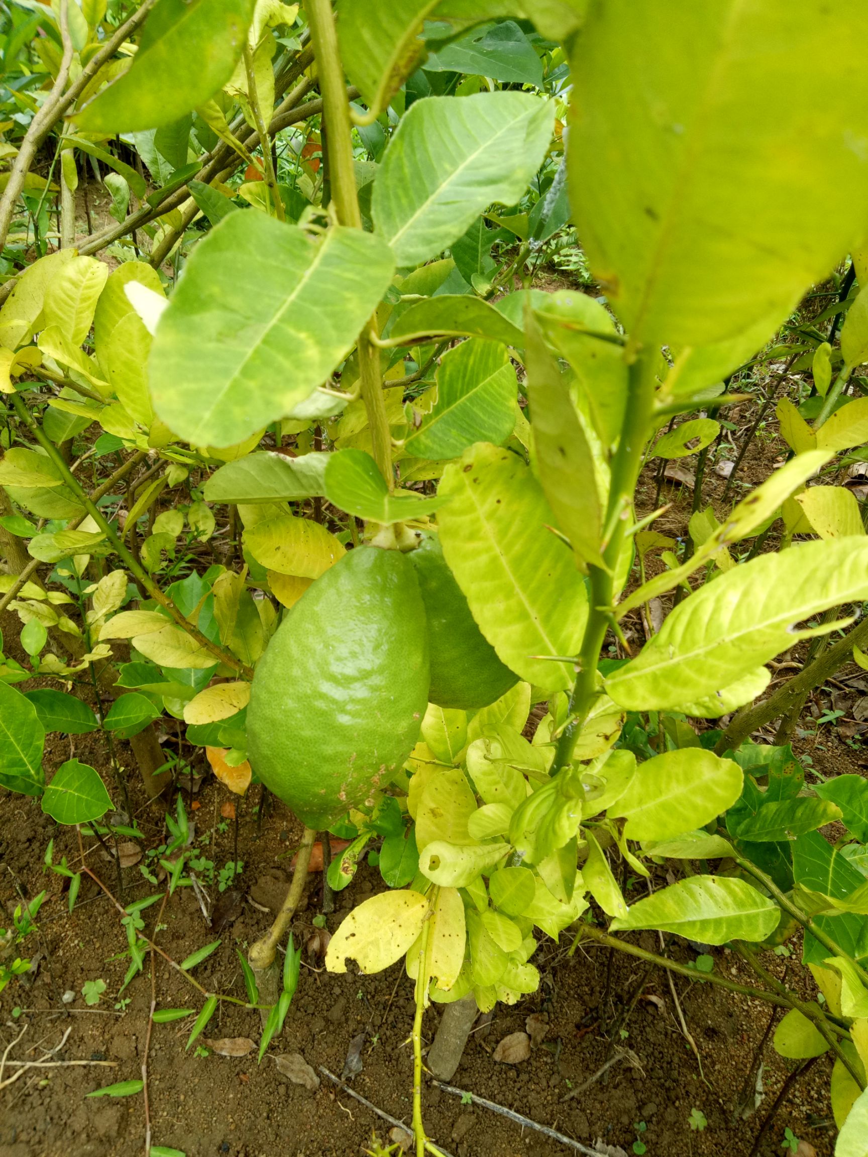 ，青柠， 香水柠檬苗，嫁接苗，种植当年结果，产量高