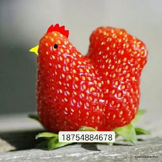 泰安 出售各种草莓苗，品种多质量好价格优