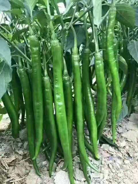 夏邑县301辣椒 10~15cm 微辣 靑色