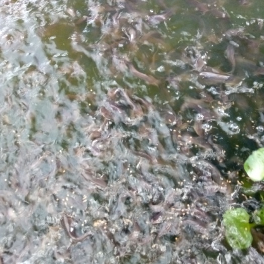 灵山县本地塘鲺 各种，角塘.黑鱼，大口鲶苗，
