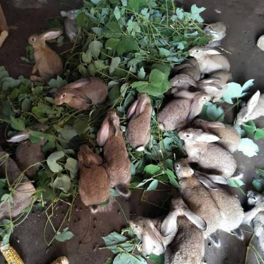 抚州 兔子肉兔