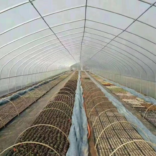 沭阳县钢管大棚 多肉花卉大棚