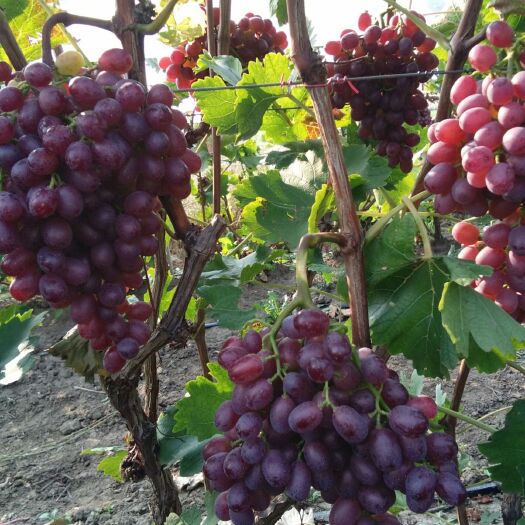 平度大泽山玫瑰香葡萄和泽山一号葡萄和红堤及克伦森葡萄上市了。