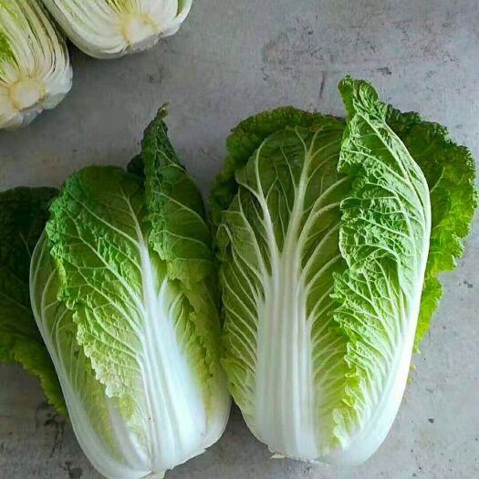蔚县黄心大白菜  下滑   快快来电