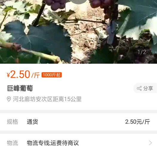 廊坊 千亩葡萄已经上市欢迎来购