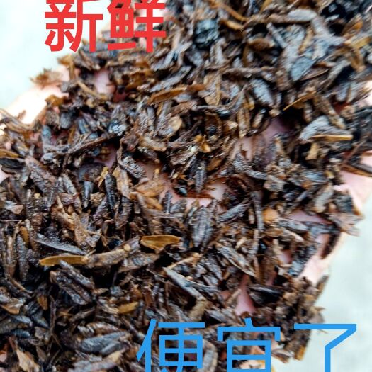 崇州市酒糟肥料