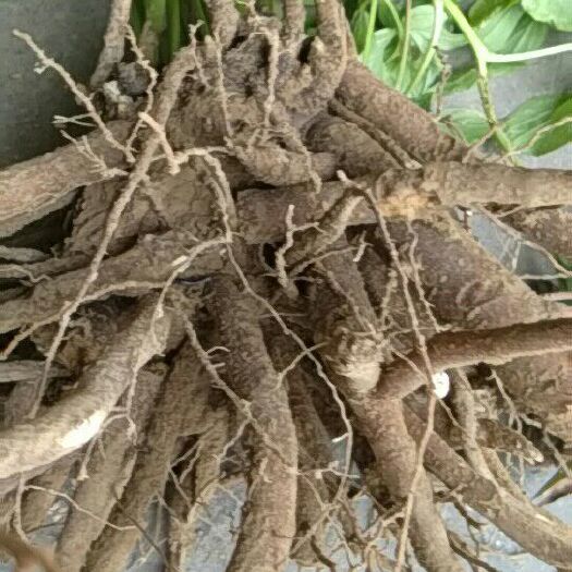 东阿县 白芍五年量大品优