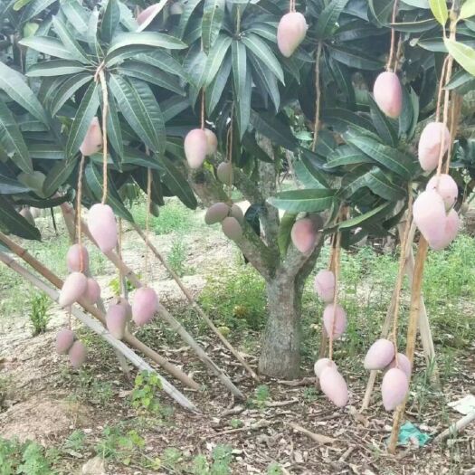 灵山县 红贵妃芒果苗