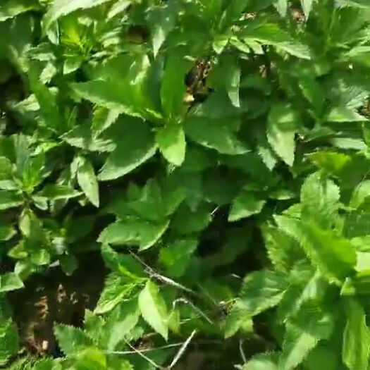 通化县返魂草种苗 小麻叶返魂草苗