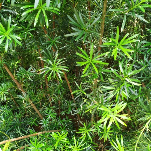 阳朔县 罗汉松超低价
