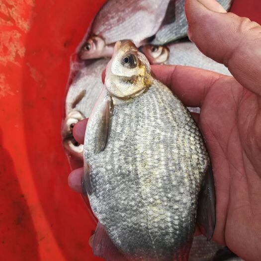 玉田县三角鲂 6两到1斤的武昌鱼，皮毛好无病虫害，随时都有