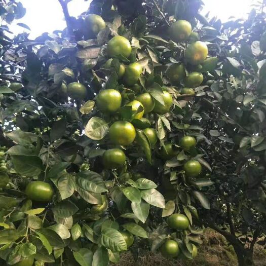 资兴市东江湖蜜橘 东江湖特早柑橘