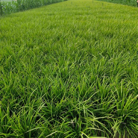 曹县 常年出售麦冬草绿化草麦冬苗